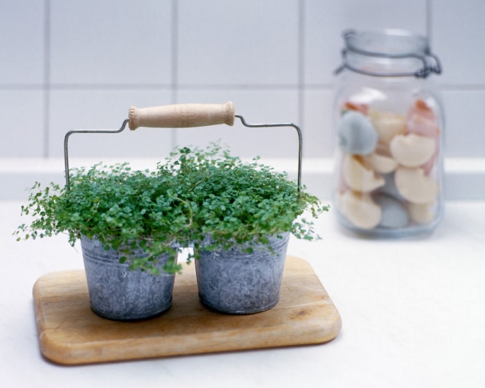 Deux plantes dans des pots en métal