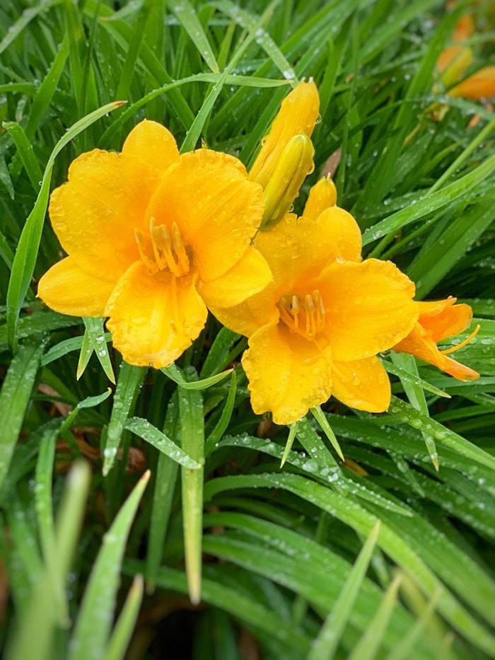 Les 15 meilleures fleurs pour les jardiniers débutants