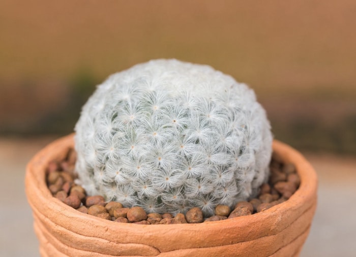 13 types de cactus que vous pouvez cultiver à la maison