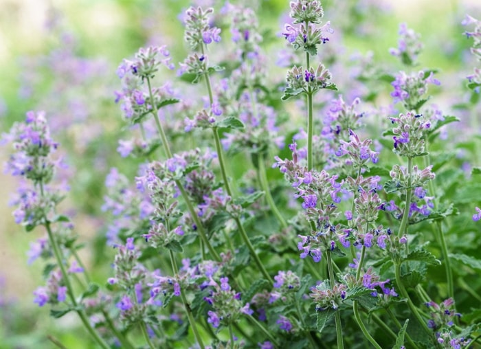 Les 15 meilleures fleurs pour les jardiniers débutants