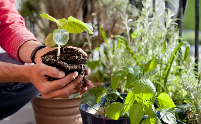 iStock-1372910043 raviver les plantes hivernées en rempotant les plantes Géranium, Pélargonium, plants de poivrons, plants de courges et jeunes plants de concombres