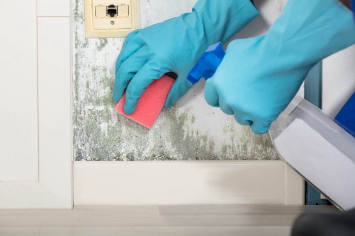 Gros plan de mains gantées utilisant une brosse rose pour éliminer la moisissure d'un mur.