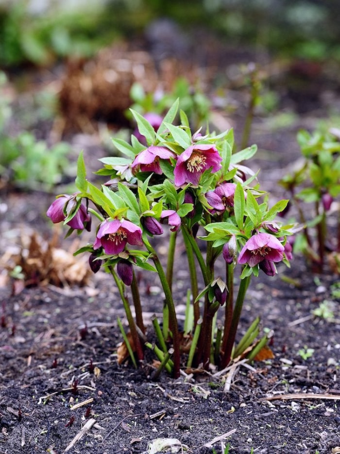 plantes qui aiment l'ombre