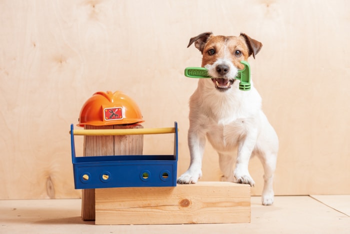 Un Jack Russel terrier blanc et marron tenant un marteau en plastique dans sa bouche à côté d'accessoires de rénovation domiciliaire.