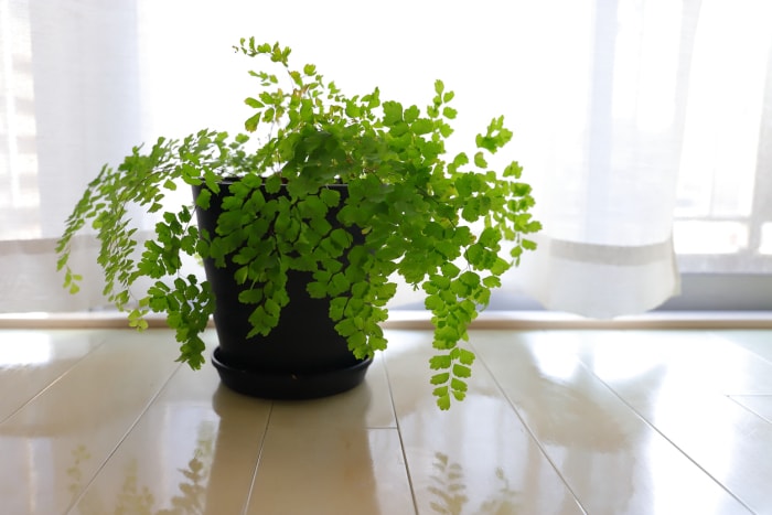 entretien de la fougère maidenhair