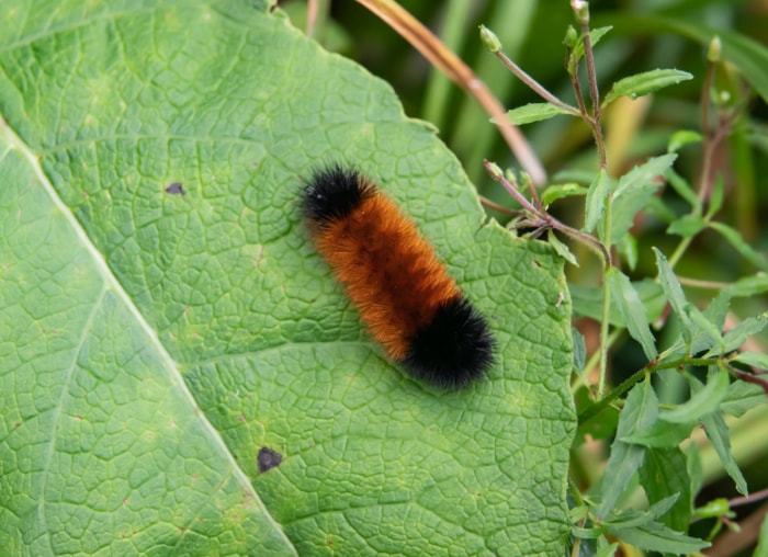 types de mites