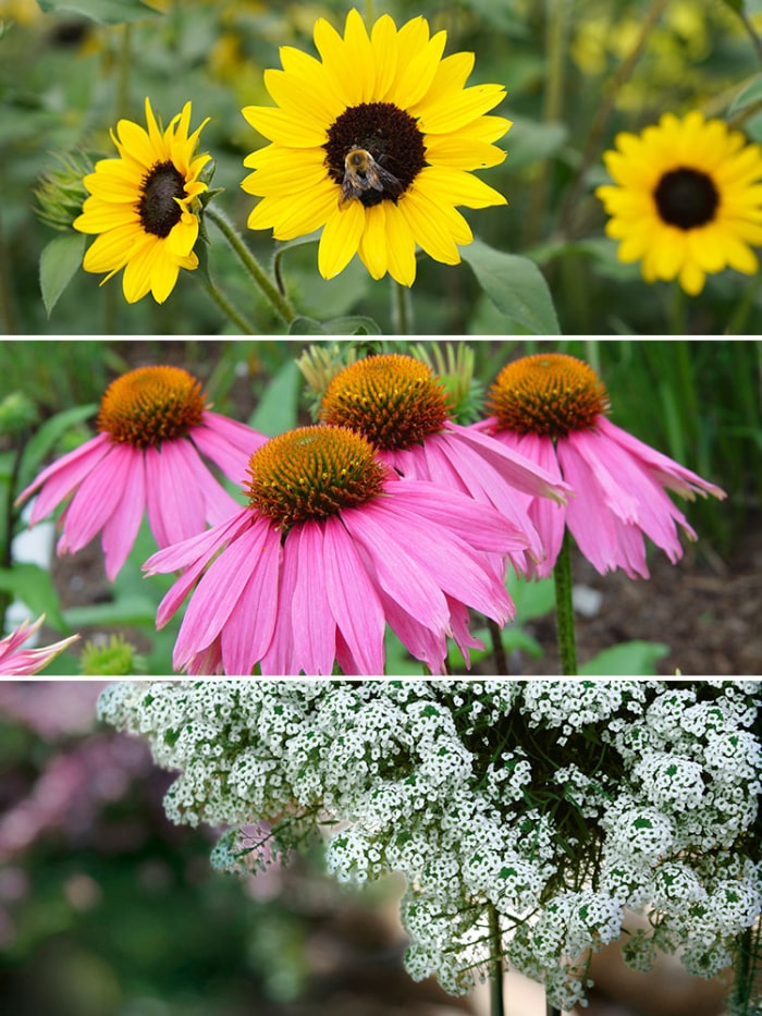 Combinaison de conteneurs pour pollinisateurs respectueux des abeilles