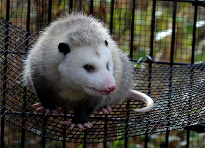 Les opossums mangent des tiques