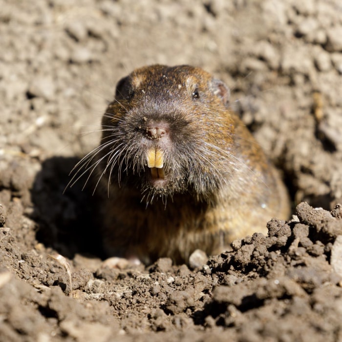 marmotte contre marmotte