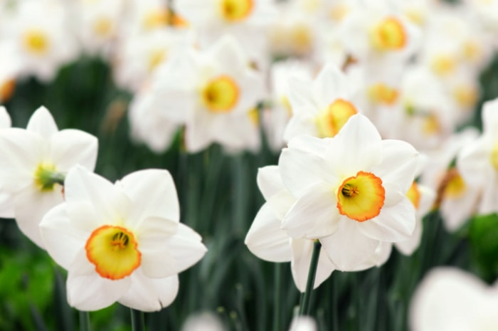 Fleurs blanches avec du jaune au centre