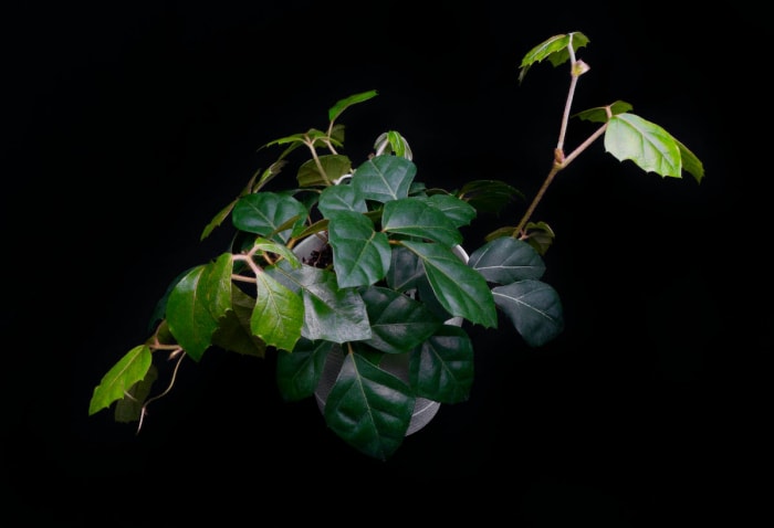 14 des plantes d'intérieur à la croissance la plus rapide pour un jardin d'intérieur presque instantané