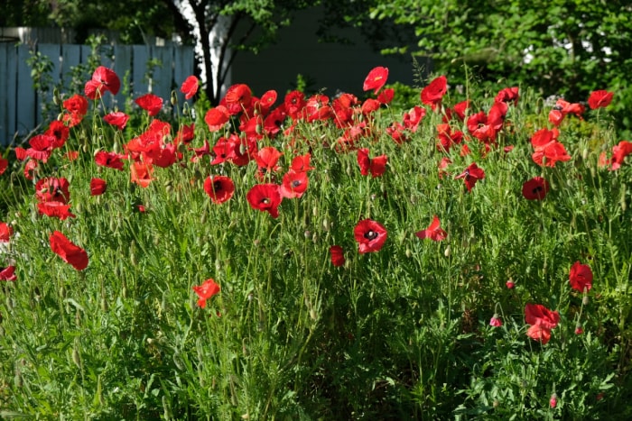 Coquelicots rouges dans le jardin