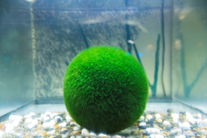 Boule de mousse Marino dans un réservoir d'eau