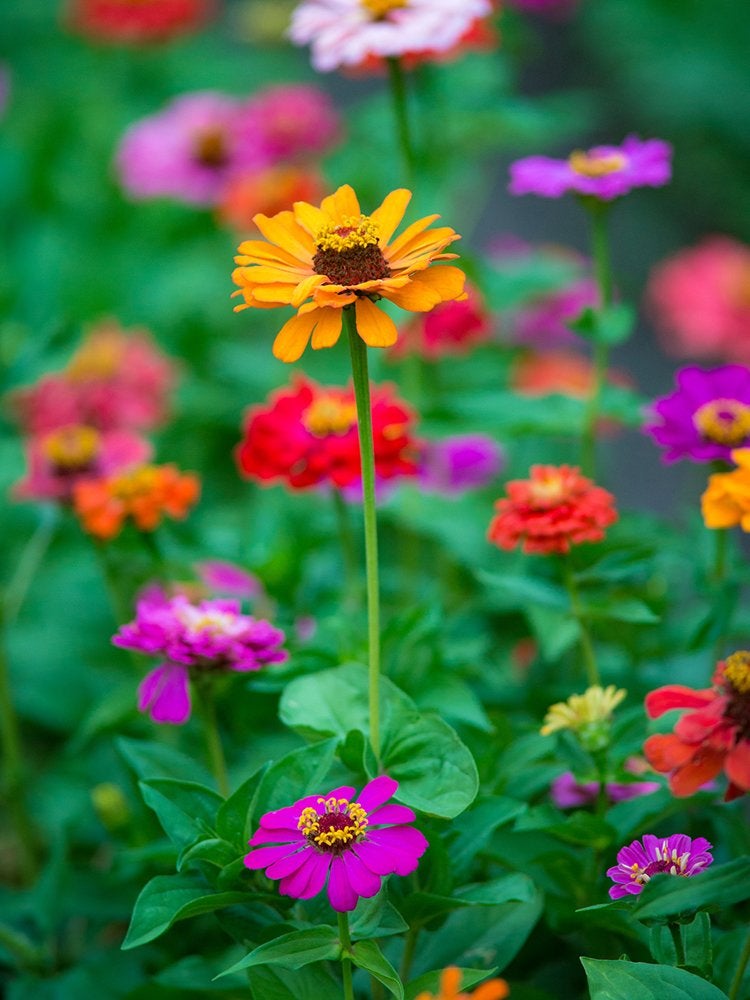 Les 15 meilleures fleurs pour les jardiniers débutants