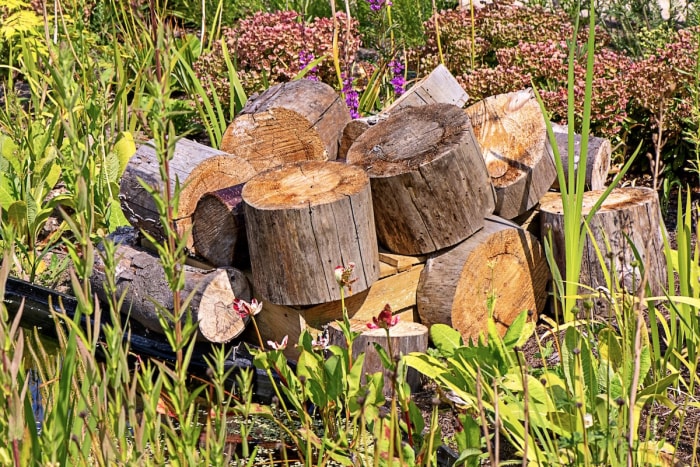 Un tas de bois dans une arrière-cour pour fournir un habitat aux lucioles et aux insectes foudroyants menacés d'extinction.