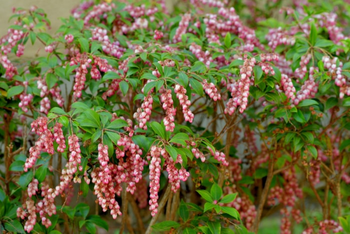 Plante d'andromède japonaise à fleurs tombantes