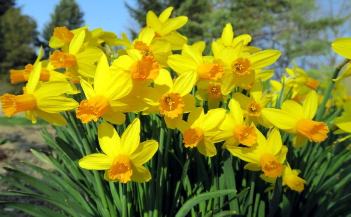 Fleurs de jonquilles jaunes