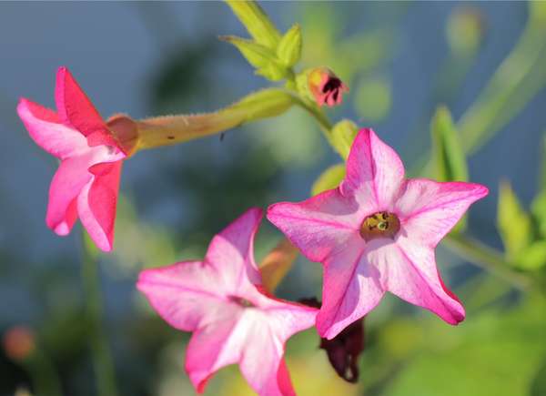 Fleurs de tabac rose en forme d'étoile.