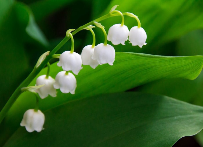 plantes qui aiment l'ombre