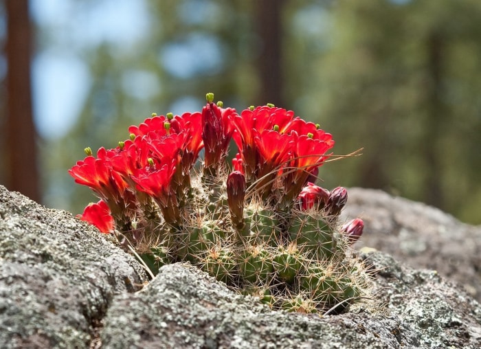 10 plantes d'intérieur qui prospèrent là où d'autres meurent