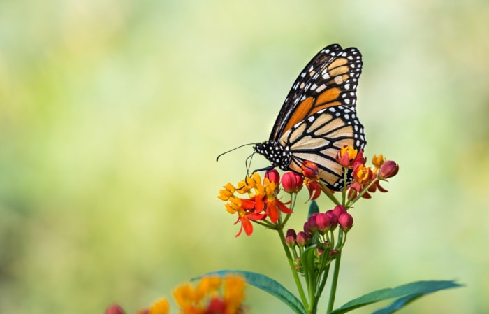 Papillon monarque