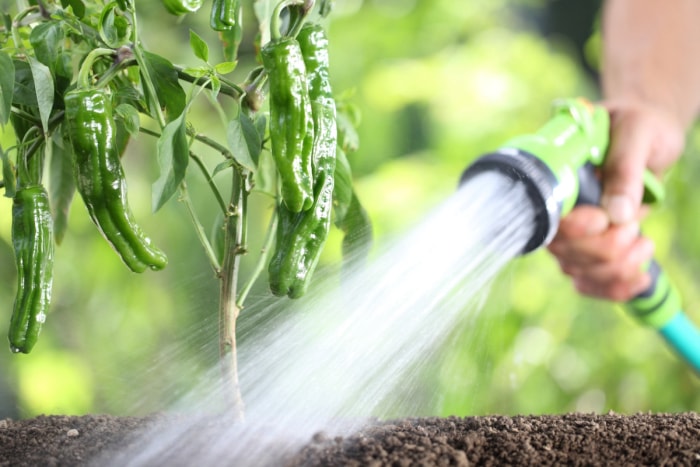 les erreurs de jardinage qui tuent vos plantes - arroser un plant de poivron avec un tuyau suintant