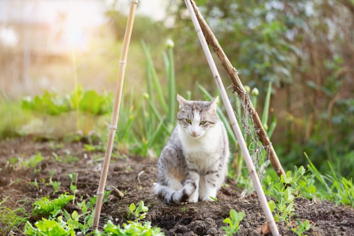 Chat tabby avec des taches blanches dans le jardin