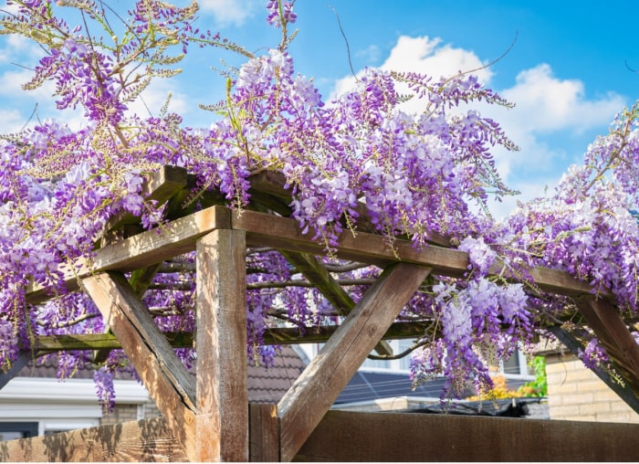 10 plantes grimpantes faciles à contrôler