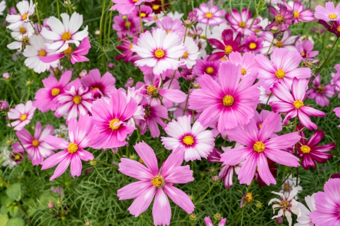 Un champ de fleurs de cosmos roses et blanches.