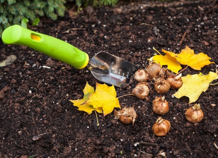 10 choses à faire maintenant pour un meilleur jardin l'année prochaine