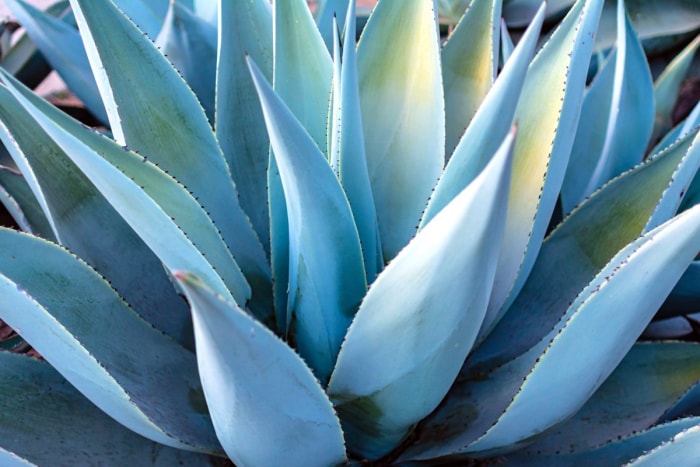 Gros plan d'une plante d'agave bleu sarcelle.