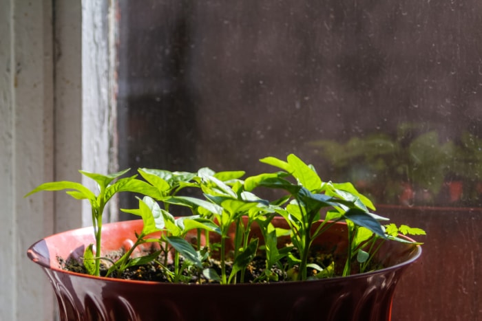 iStock-1475094594 raviver les plantes hivernées Défocaliser les petits plants de poivrons cultivés dans un pot blanc sur le rebord de la fenêtre