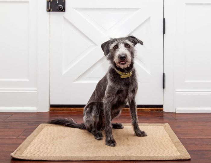 Chien assis sur un tapis