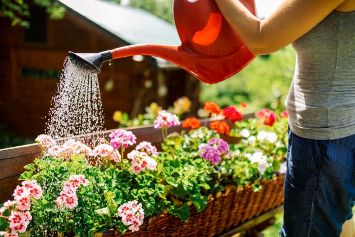 Femme arrosant des fleurs en pot