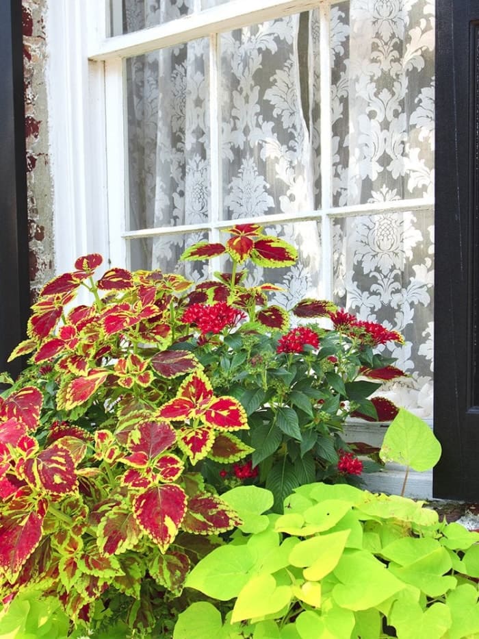 Les 15 meilleures fleurs pour les jardiniers débutants