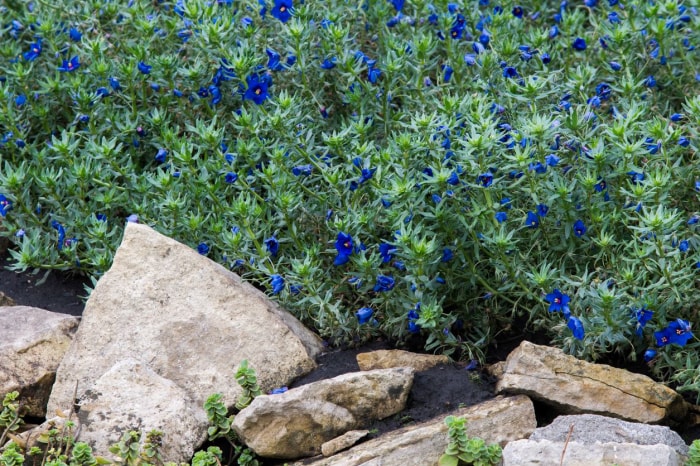 erreurs de jardinage qui tuent vos plantes - grand buisson fleuri près des rochers