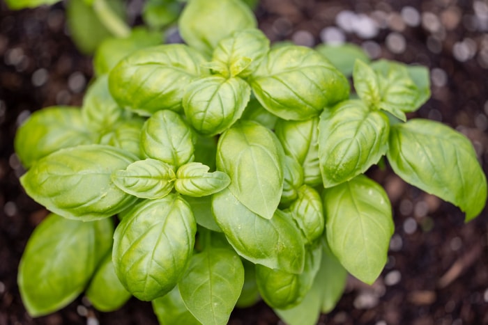 Plante de basilic poussant dans le sol.