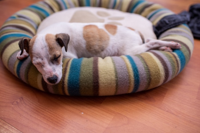 Petit chiot dans un lit pour chien moelleux