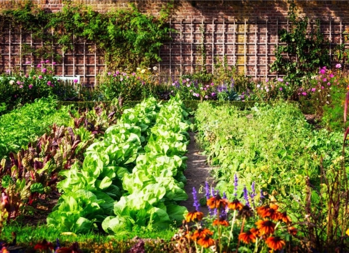 10 choses que j'aurais aimé savoir avant de commencer un jardin