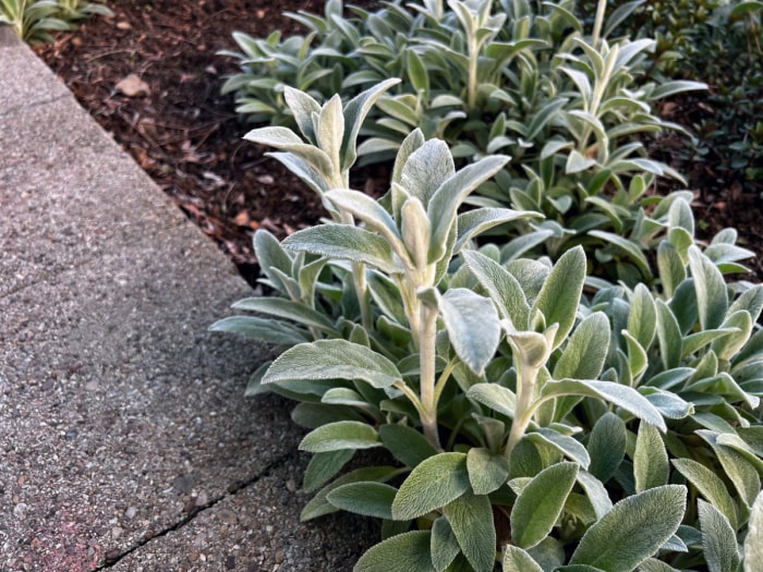 Plantes d'oreille d'agneau près d'un trottoir