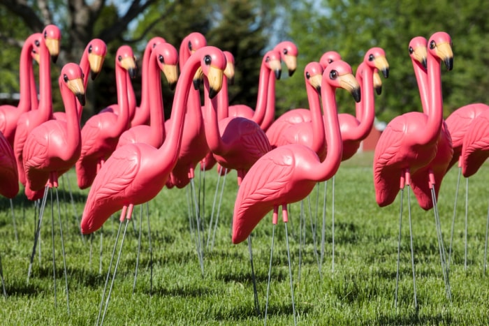 Volée de flamants roses