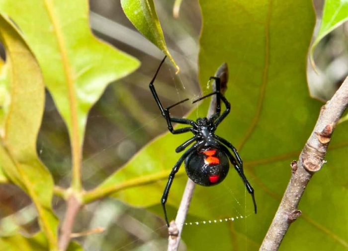 Voici les insectes les plus dangereux d'Amérique