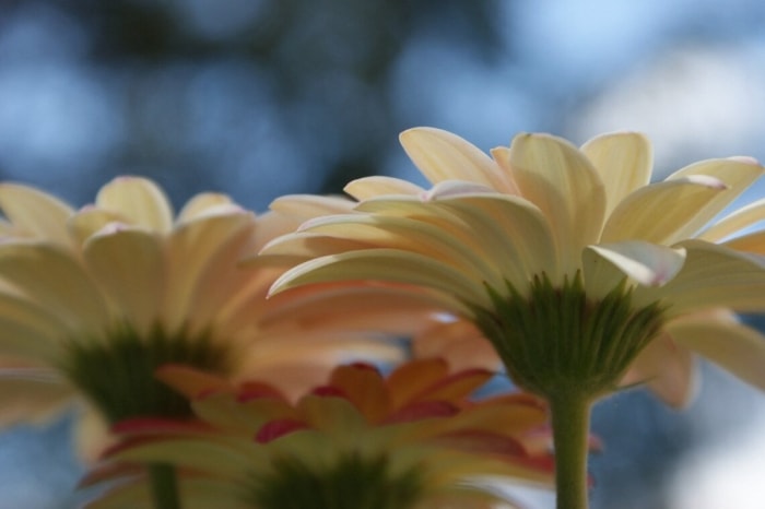 Entretien des marguerites gerbera - tiges de fleurs