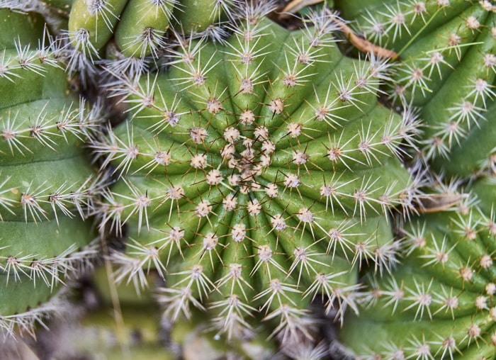 13 types de cactus que vous pouvez cultiver à la maison