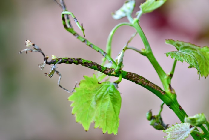 La maladie des taches noires ou anthracnose de la vigne est causée par le champignon Elsinoe ampelina.  La maladie apparaît après les pluies du printemps et infecte les jeunes feuilles et les tiges. Si elle n'est pas contrôlée, elle peut entraîner une perte importante de rendement et de qualité.