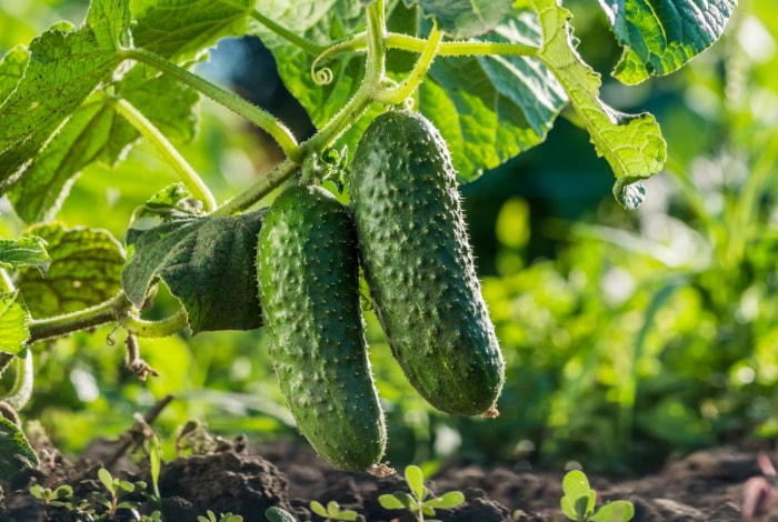 Deux concombres suspendus à un plant de concombre dans le jardin.