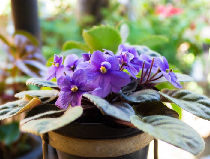 Les 8 pires plantes d'intérieur pour les personnes allergiques