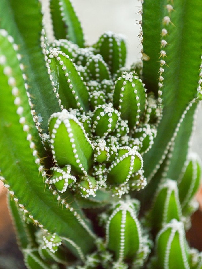 13 types de cactus que vous pouvez cultiver à la maison