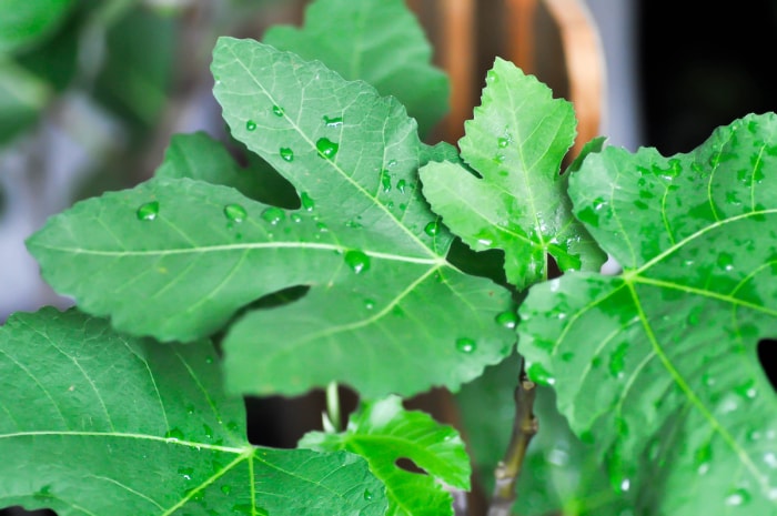 Des gouttes d'eau sont dispersées sur les feuilles d'un figuier.