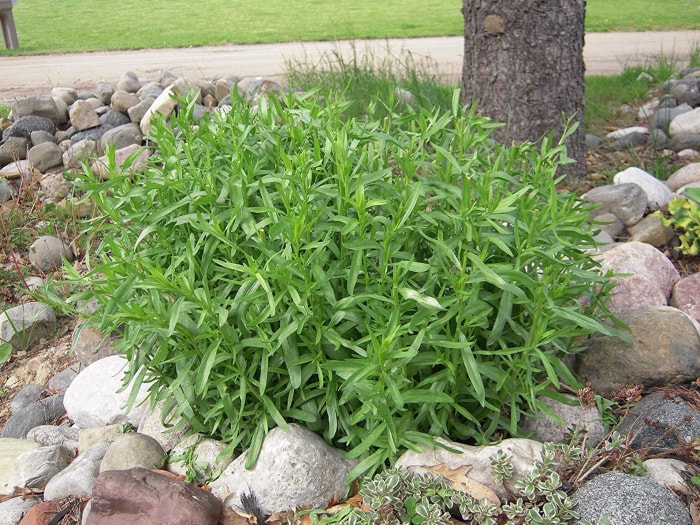 plantes à cultiver à partir de boutures